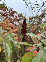 staghorn sumac
