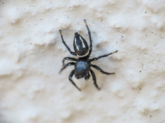 Heliophanus melinus