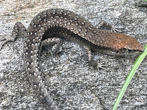 Pale-flecked Garden Sunskink