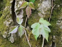 Toxicodendron radicans