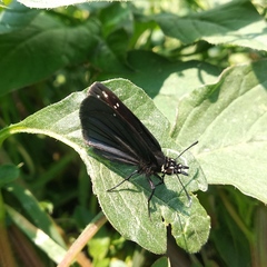 Pholisora mejicanus