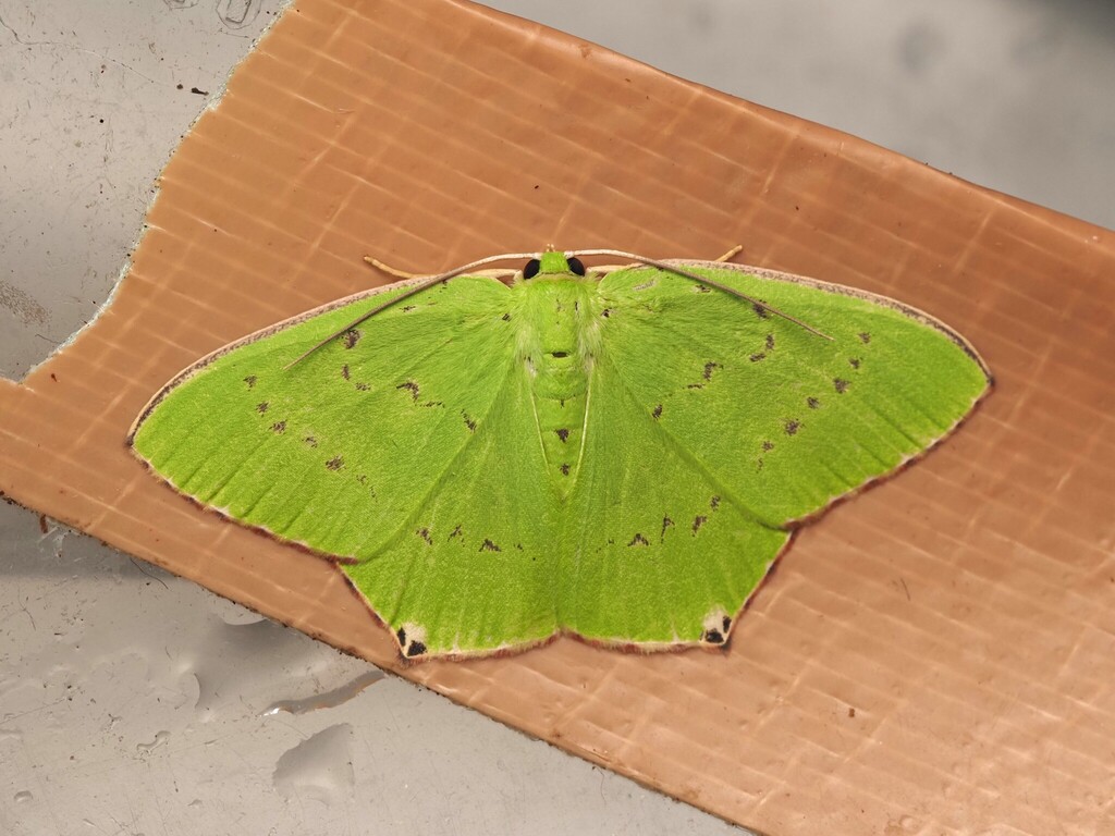 Agathia ichnospora