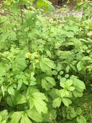 Geum