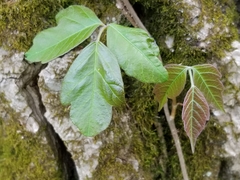 Toxicodendron radicans