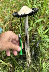 Shaggy Mane
