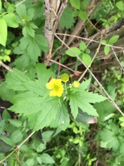 Geum