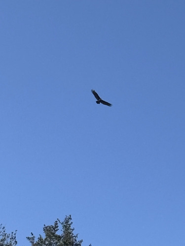 Turkey Vulture