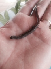 Batrachoseps major major