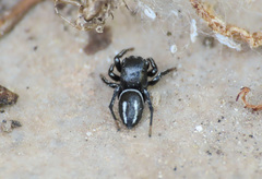 Heliophanus melinus