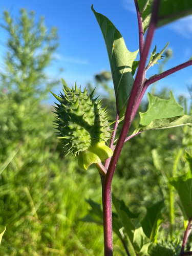 Datura stramonium observed 2026-09-30