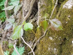 Toxicodendron radicans