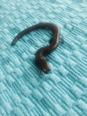 Batrachoseps major major