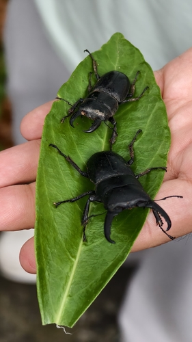 Serrognathus titanus platymelus