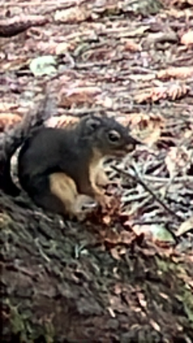Douglas's Squirrel