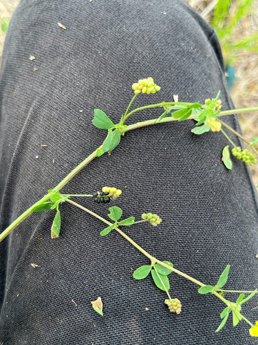 Medicago, 2026-09-30