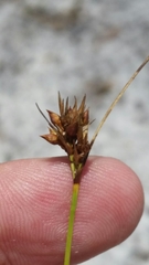 Rhynchospora pineticola