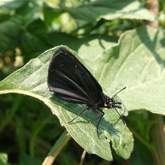 Pholisora mejicanus