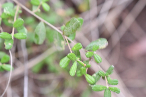 Hibbertia aspera observed 2026-10-01