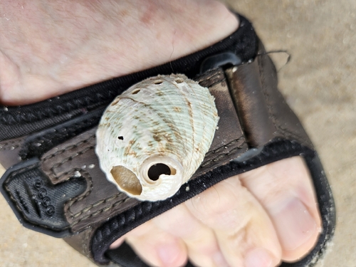 Circular ear shell