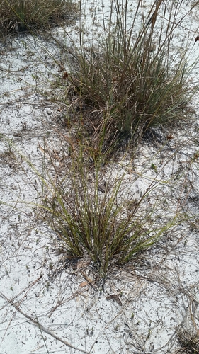 Image of Rhynchospora pineticola by (c) Jay Horn, some rights reserved (CC BY)