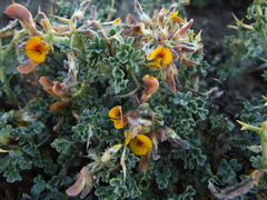 Adesmia hemisphaerica