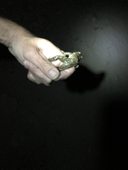 Lithobates yavapaiensis