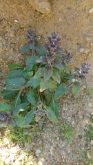Ajuga orientalis