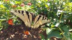 Papilio glaucus