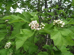 Crataegus chlorosarca