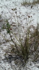 Rhynchospora pineticola