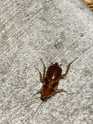 Turkestan Cockroach