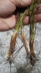 Rhynchospora pineticola