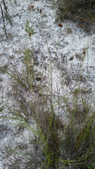 Rhynchospora pineticola