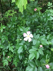 Rosa