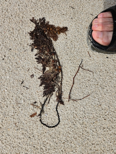 Caulocystis cephalornithos