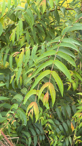 Woodfordia fruticosa observed 2026-10-01