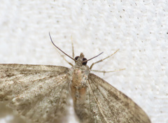 Eupithecia haworthiata