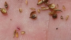 Rhynchospora pineticola