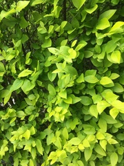 Magnoliopsida