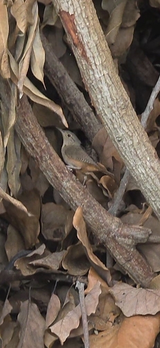 Southern House Wren