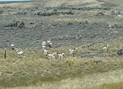 Pronghorn