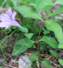 Ruellia pedunculata