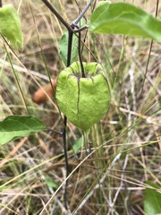 Physalis walteri
