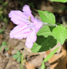 Ruellia pedunculata