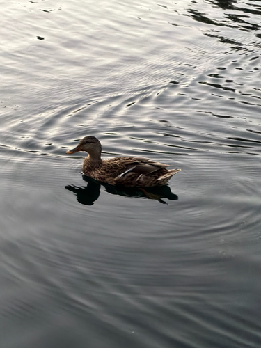 Mallard