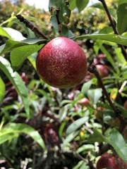 Prunus persica nucipersica