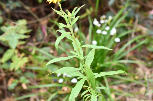 Xerochrysum bracteatum observed 2026-10-01