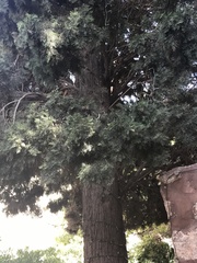 Pinus brutia eldarica