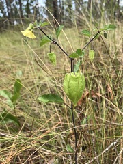 Physalis walteri