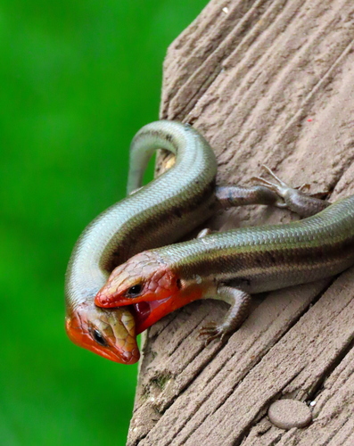 Common Five-lined Skink, photo 7 of 10